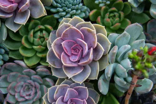 Echeveria Succulents - Succulents Singapore (Credit: Planet Natural)