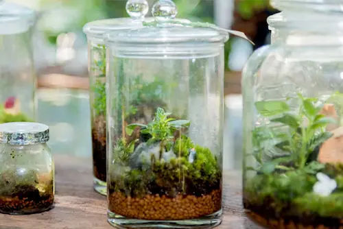 Ecoponics - Best Terrarium Shop Singapore