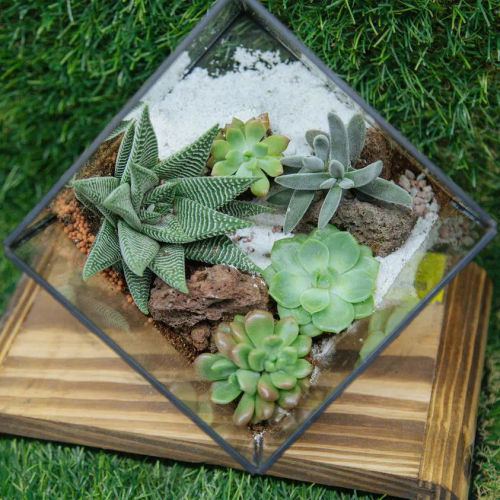 Far East Flora - Best Terrarium Shop Singapore 