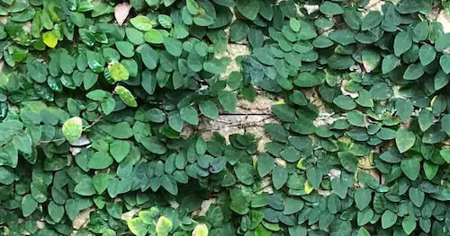 Creeping Fig - Open Terrarium Plants Singapore