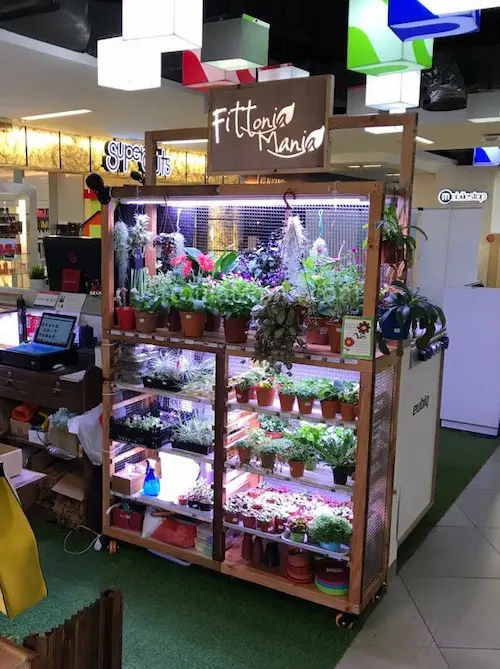 FittoniaMania - Succulents Singapore (Credit: FittoniaMania)