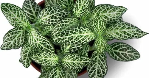 image of a fittonia plant, one of the most common terrarium plants in singapore