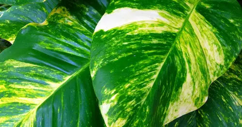 Golden Pothos (Epipremnum aureum) - Best Plants For Closed Terrarium Singapore