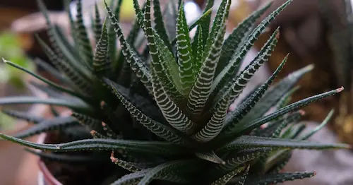 Haworthia - Open Terrarium Plants Singapore