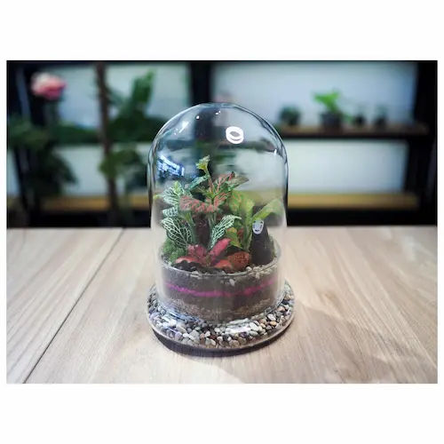 J2 Terrarium - Cheap Terrarium Workshop Singapore (Credit: J2 Terrarium)