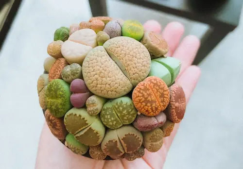 Lithops Singapore - Succulents Singapore (Credit: Breachelle)