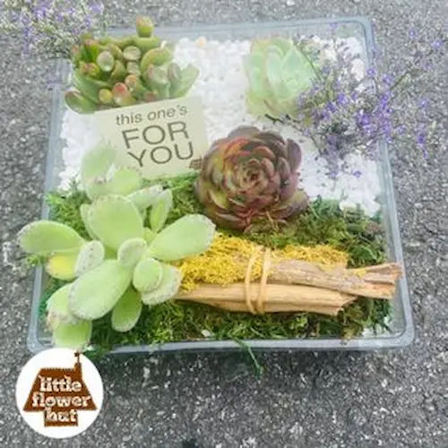 Little Flower Hut - Terrarium Supplies Singapore