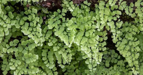 Miniature Ferns - Small Terrarium Plants Singapore