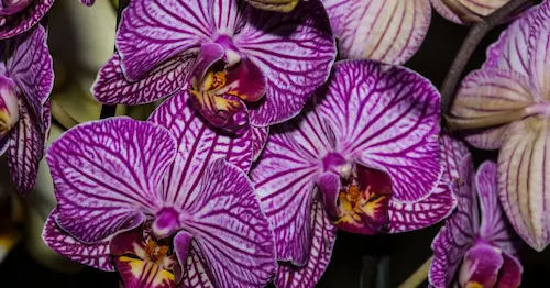 Miniature Orchids (Orchidaceae family) - Best Plants For Closed Terrarium Singapore