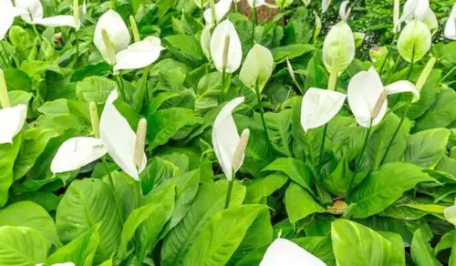 Peace Lily (Spathiphyllum) - Office Plants Singapore (Credit: Housing)