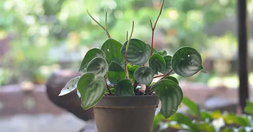 Peperomia (Peperomia spp.) - Best Plants For Closed Terrarium Singapore