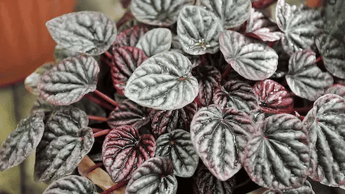 Peppermint (Peperomia caperata) - Plants For Terrarium Singapore (Credit: Houseplant Central)