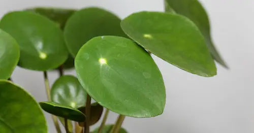 Pilea - Open Terrarium Plants Singapore