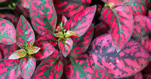 Polka Dot Plant - Open Terrarium Plants Singapore