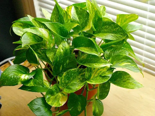 Pothos (Epipremnum aureum) - Office Plants Singapore (Credit: North Carolina Extension Gardener Plant Toolbox - NC State University)