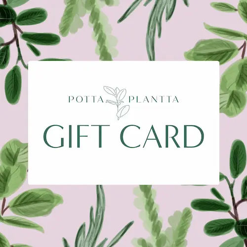 Potta Plantta Gift Card - Plant Gifts Singapore (Credit: Potta Plantta)