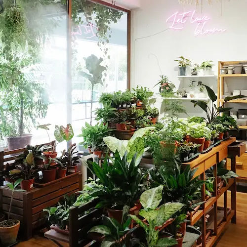 Potta Plantta - Succulents Singapore (Credit: Potta Plantta)