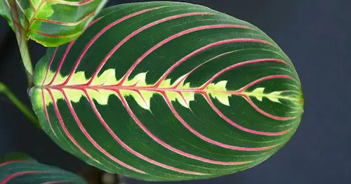 Prayer Plants (Maranta leuconeura) - Small Terrarium Plants Singapore