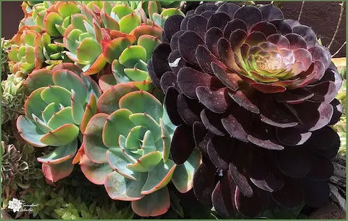 Rosettes Succulents - Succulents Singapore (Credit: The Succulent Eclectic)