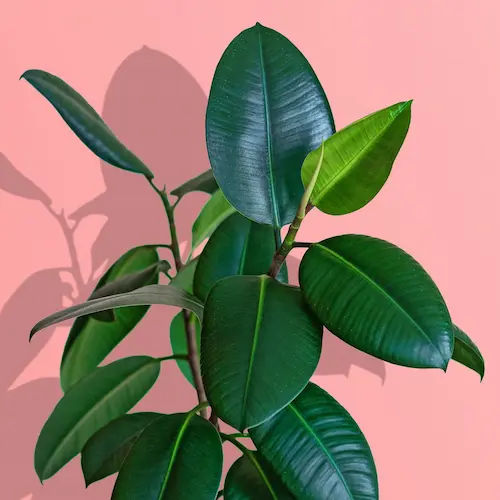 Rubber Plant (Ficus elastica) - Office Plants Singapore (Credit: House Beautiful)