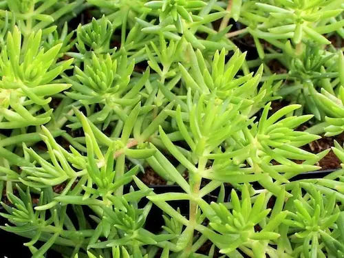 Sedum Sexangulare - Succulents Singapore (Credit: PlantIn)