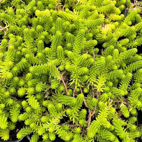 Sedum Mexicanum - Succulents Singapore (Credit: Cavano's Perennials)