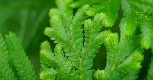 Selaginella (Spikemoss) - Desk Terrarium Singapore