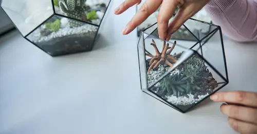 Maintenance and Care Tips - Indoor Terrarium Singapore