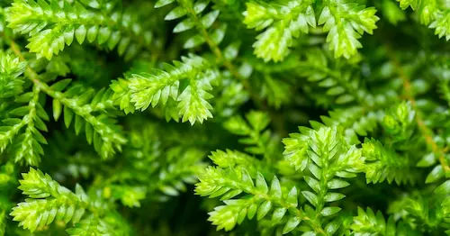 Smoky Rose (Selaginella kraussiana) - Best Plants For Closed Terrarium Singapore