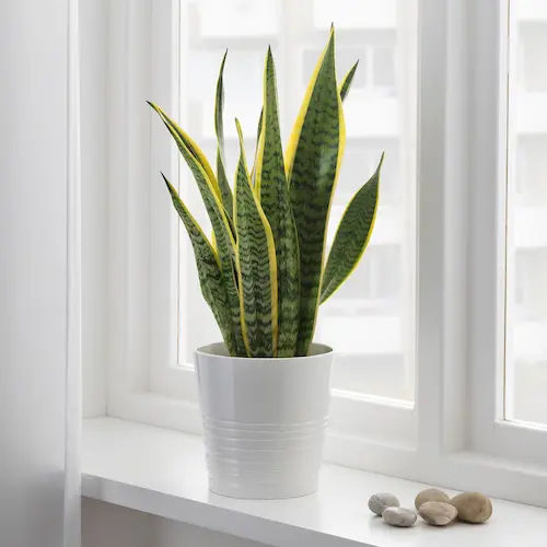 Snake Plant (Sansevieria) - Office Plants Singapore (Credit: IKEA)