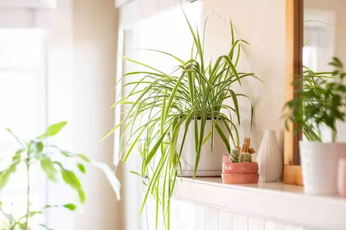 Spider Plant (Chlorophytum comosum) - Office Plants Singapore (Credit: The Spruce)