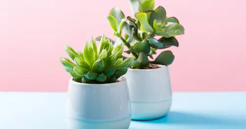 Succulents or Small Potted Plants - Best Wedding Favours Singapore 