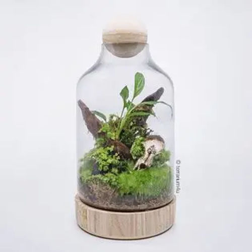 Terrarium4U - Terrarium Supplies Singapore