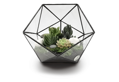 The Orijean - Best Terrarium Shop Singapore