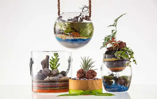 The Plant Story - Best Terrarium Shop Singapore