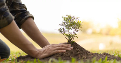 Tree Planting - Outdoor Team Building Activities Singapore