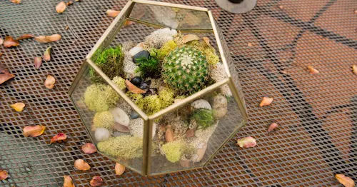 Understanding Outdoor Terrariums - Outdoor Terrarium Singapore