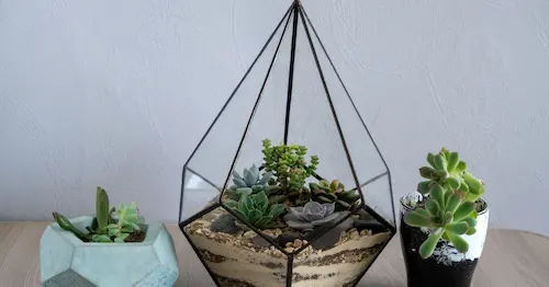 What are Desk Terrariums? - Desk Terrarium Singapore