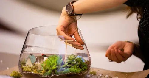 Cleaning A Closed Terrarium