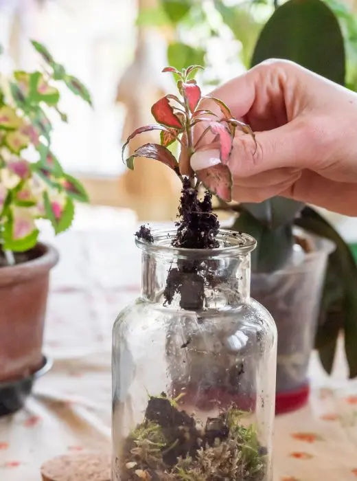 Terrarium Singapore