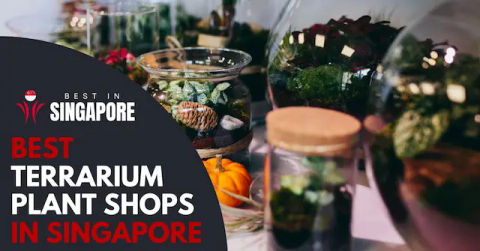 Best Terrarium Plants Singapore