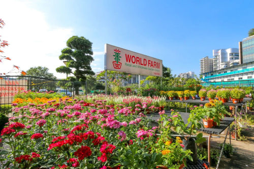 World Farm - Plant Nursery Singapore (Credit: World Farm)