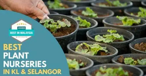 Best Plant Nursery KL Selangor