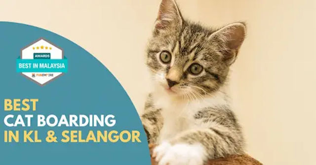 Best Cat Boarding KL Selangor