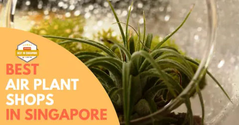 Best Air Plant Singapore