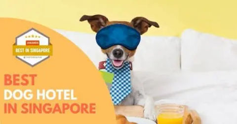 Best Dog Boarding Singapore