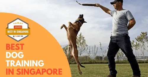 Best Dog Training Singapore