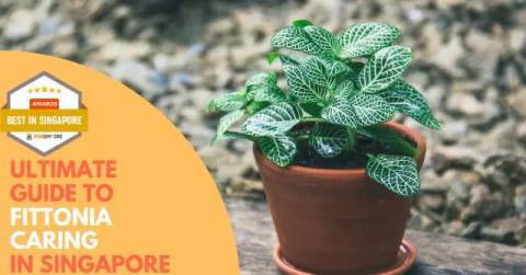 Best Fittonia Care Singapore