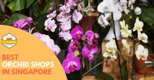 Best Orchid Shop Singapore