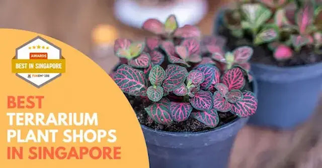 Best Terrarium Plants Singapore